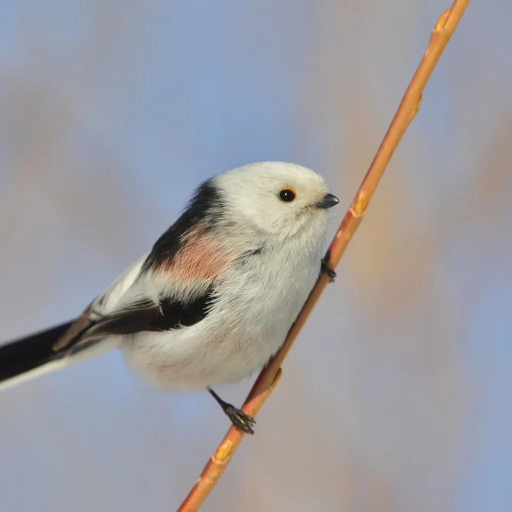 北长尾山雀(Aegithalos caudatus)