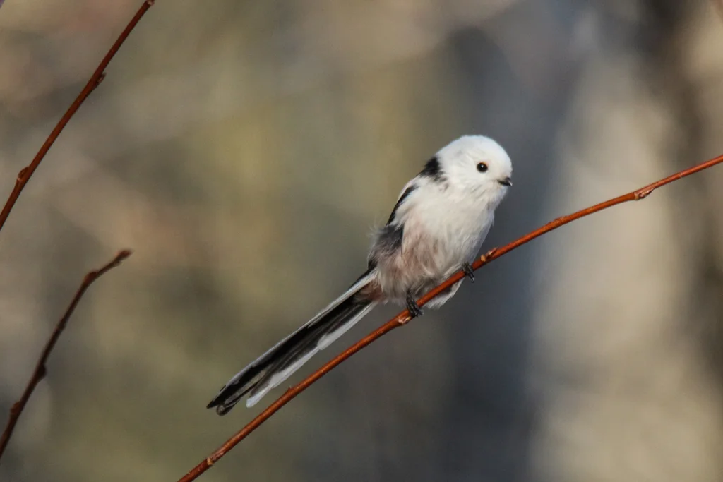 北长尾山雀(Aegithalos caudatus)
