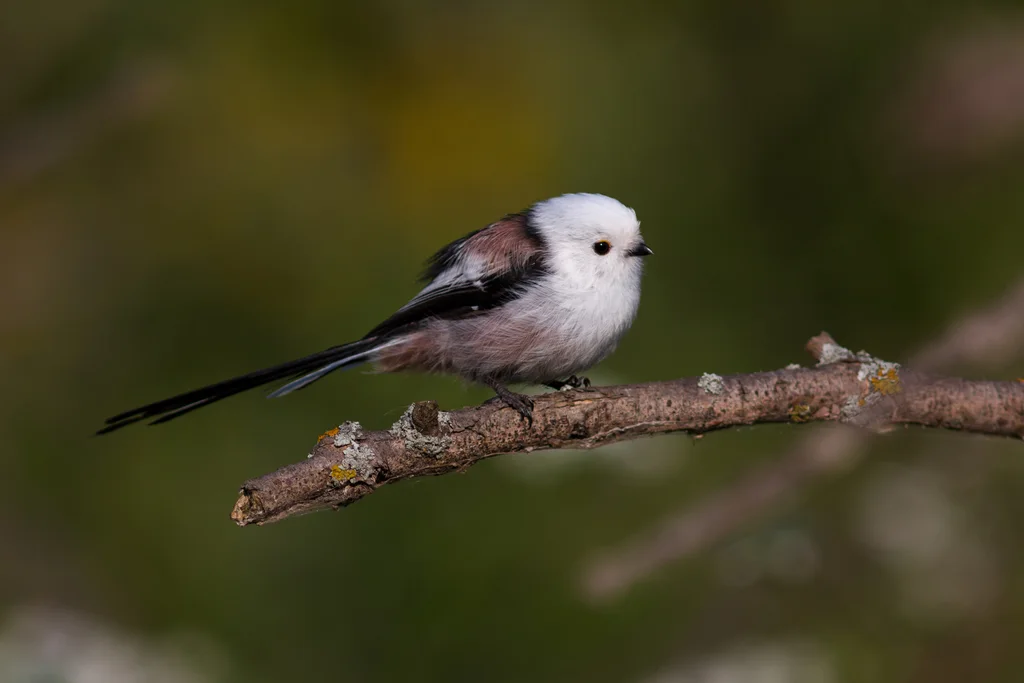 北长尾山雀(Aegithalos caudatus)