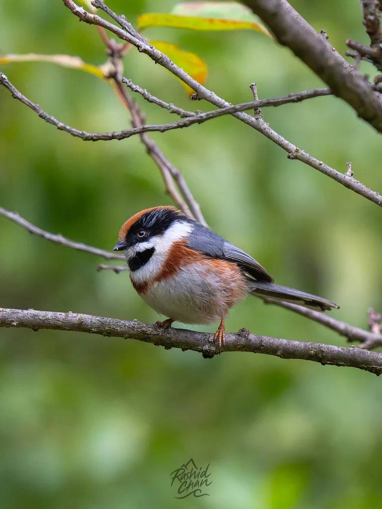 红头长尾山雀(Aegithalos concinnus)