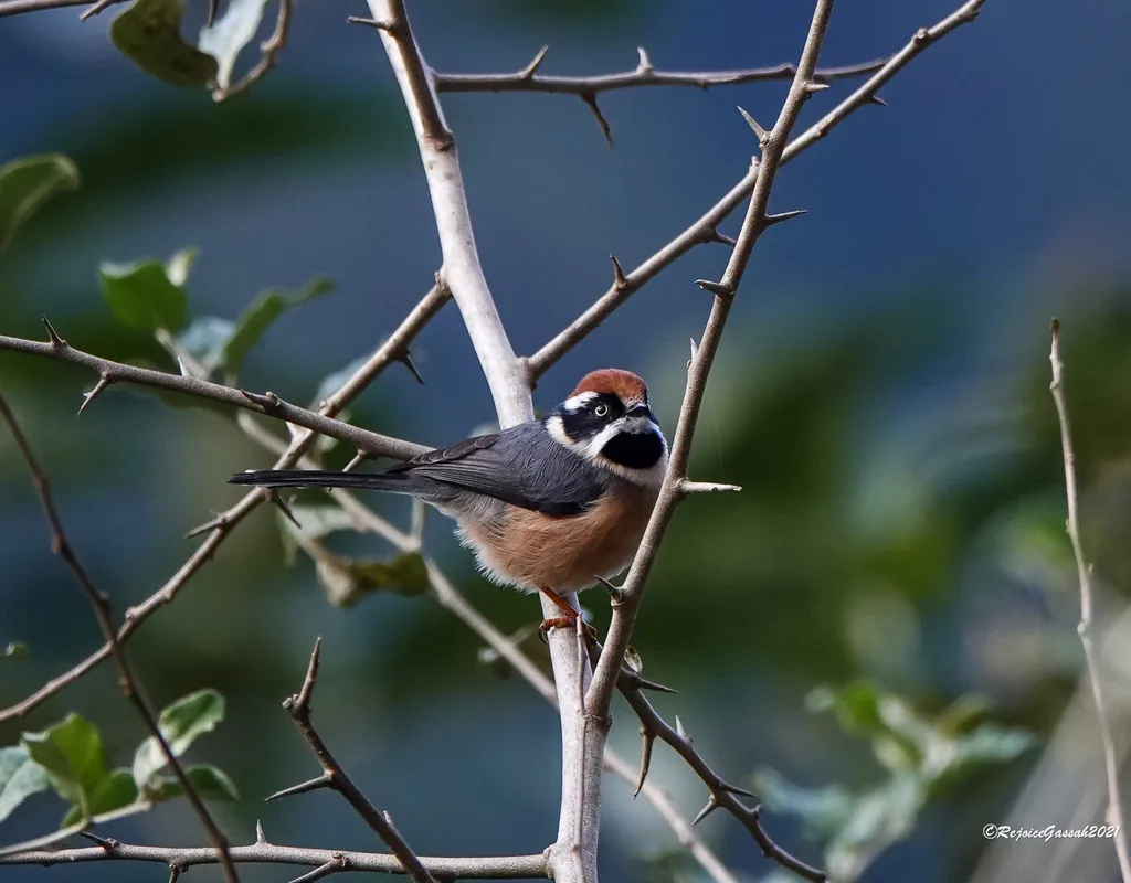 红头长尾山雀(Aegithalos concinnus)