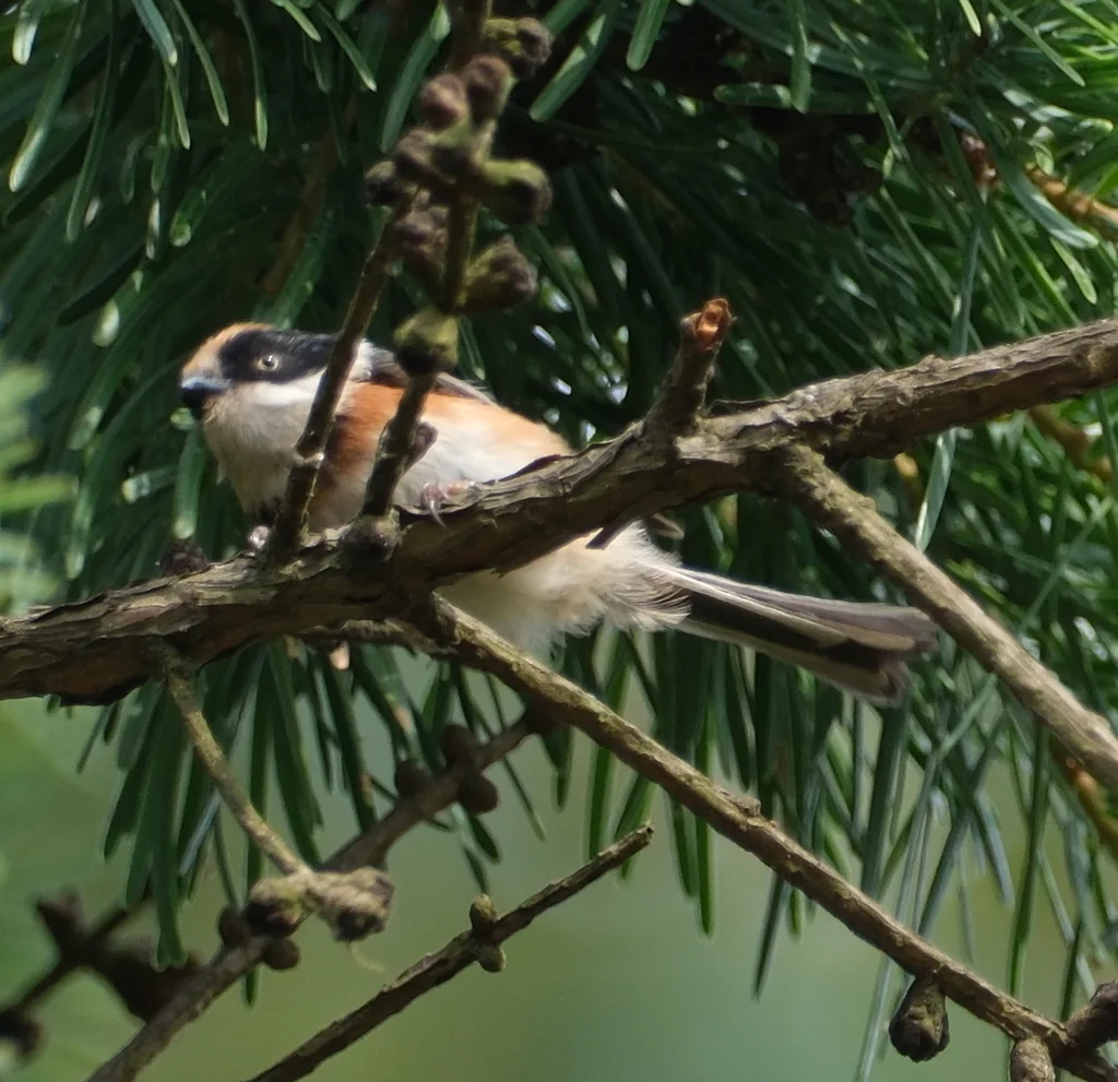 红头长尾山雀(Aegithalos concinnus)