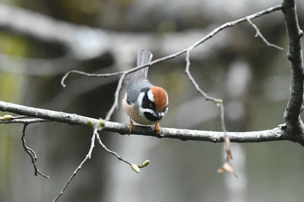 红头长尾山雀(Aegithalos concinnus)