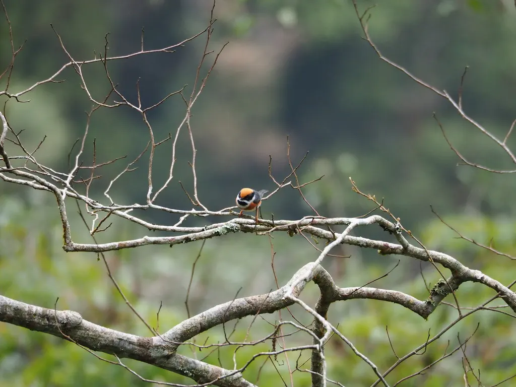 红头长尾山雀(Aegithalos concinnus)