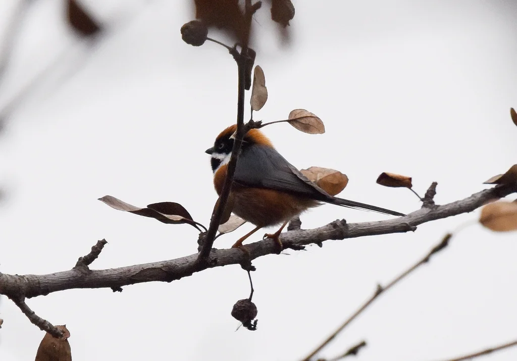 红头长尾山雀(Aegithalos concinnus)