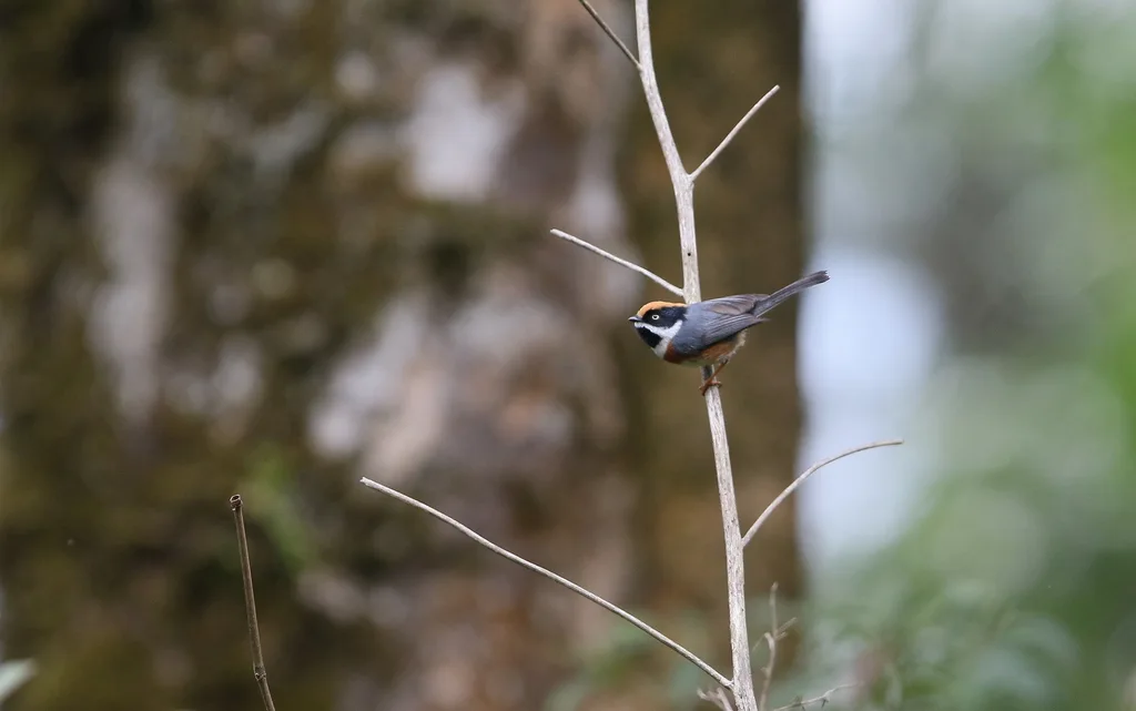 红头长尾山雀(Aegithalos concinnus)