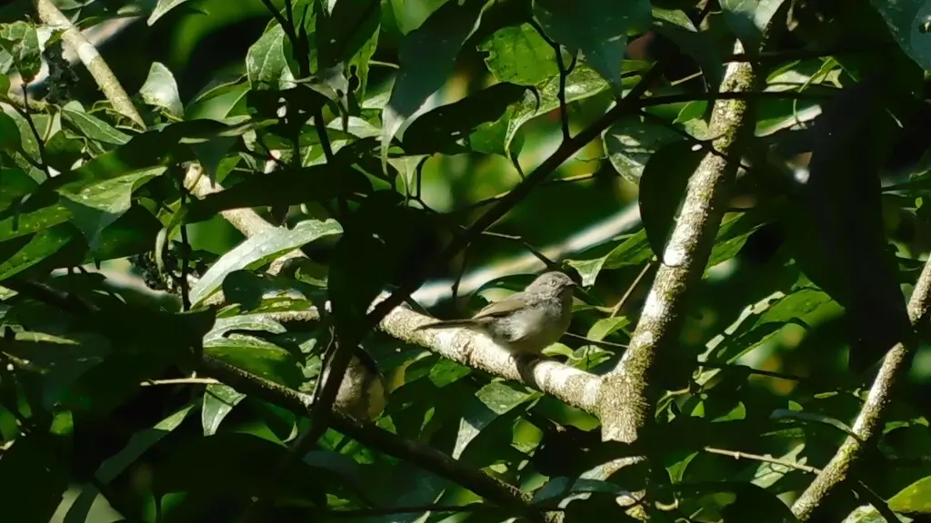 侏长尾山雀(Aegithalos exilis)