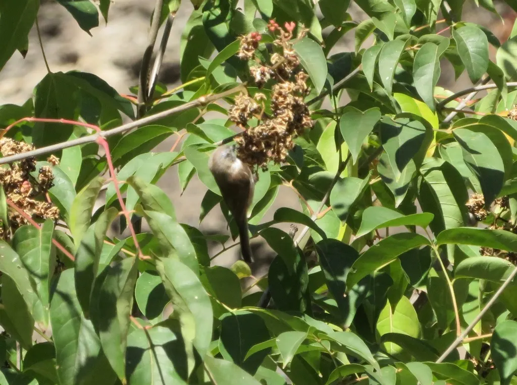 银脸长尾山雀(Aegithalos fuliginosus)