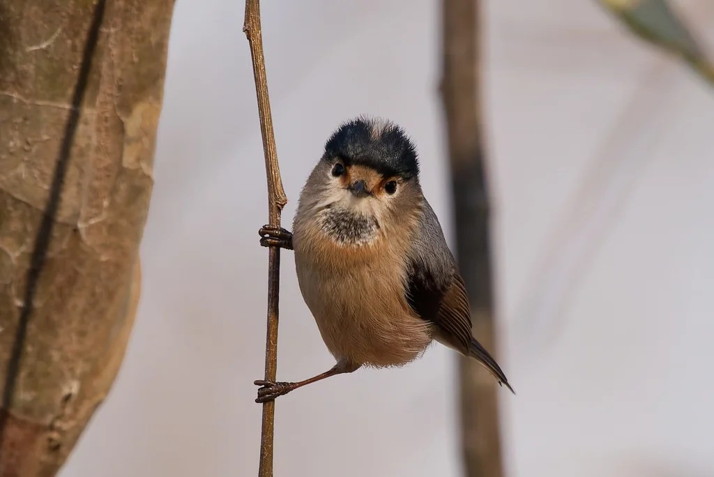 银喉长尾山雀(Aegithalos glaucogularis)