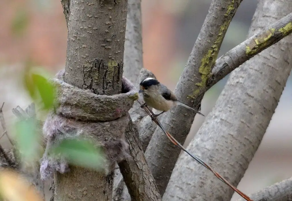 银喉长尾山雀(Aegithalos glaucogularis)