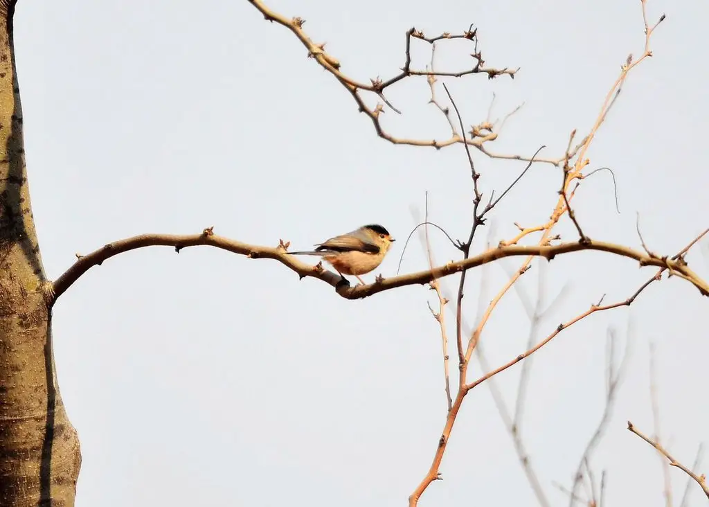 银喉长尾山雀(Aegithalos glaucogularis)