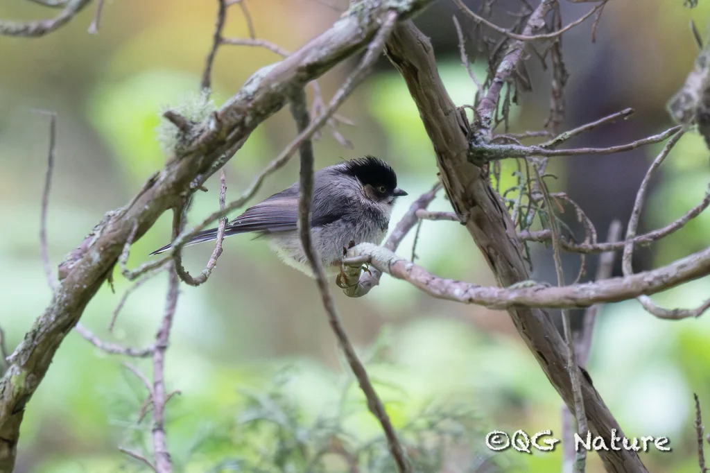 黑眉长尾山雀(Aegithalos bonvaloti)