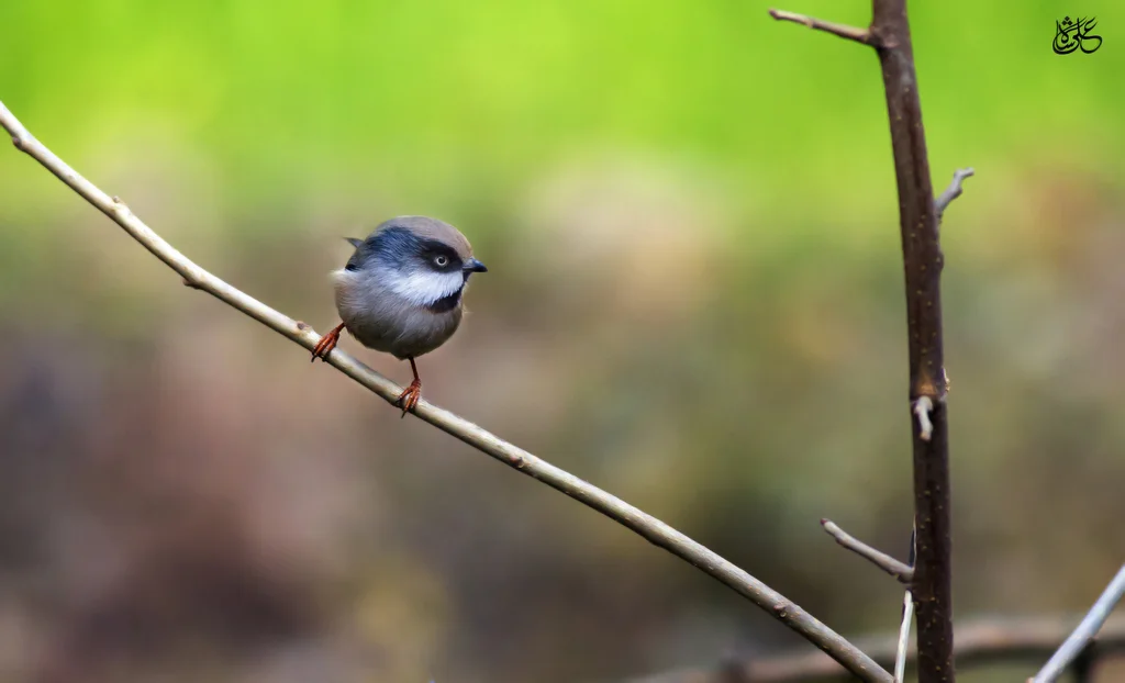 白颊长尾山雀(Aegithalos leucogenys)