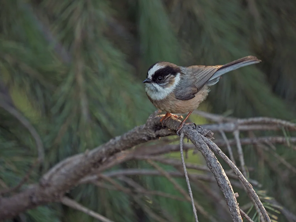 白喉长尾山雀(Aegithalos niveogularis)