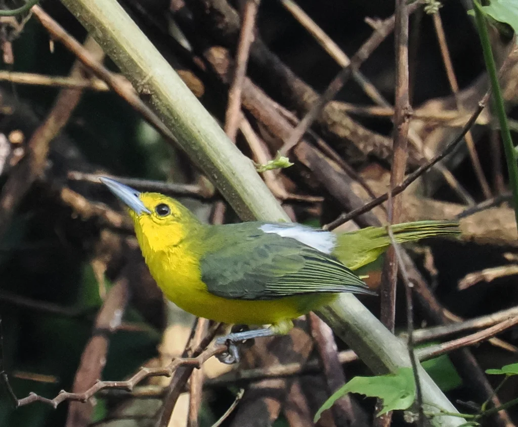 大绿雀鹎(Aegithina lafresnayei)