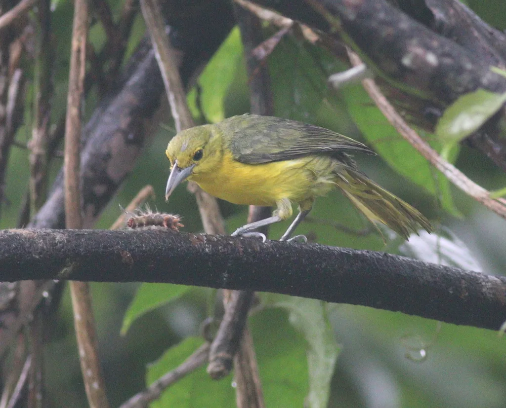 大绿雀鹎(Aegithina lafresnayei)