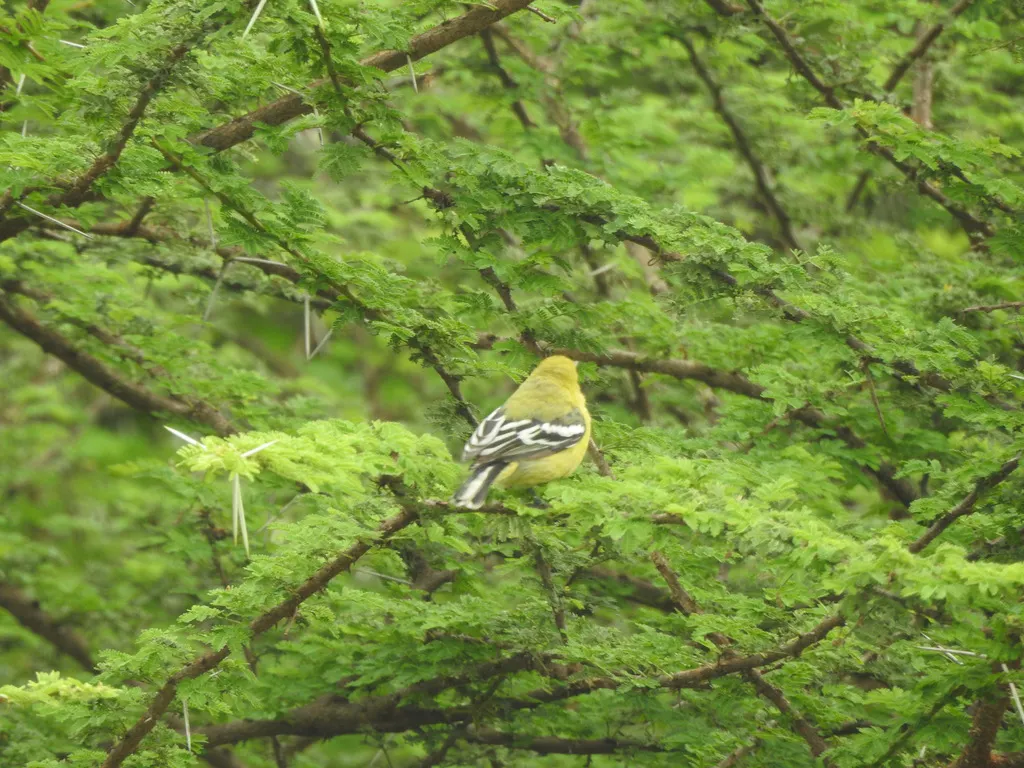 白尾雀鹎(Aegithina nigrolutea)