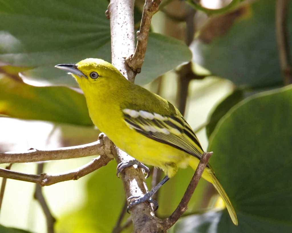 黑翅雀鹎(Aegithina tiphia)