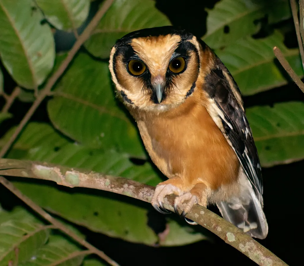 黄额鬼鸮(Aegolius harrisii)