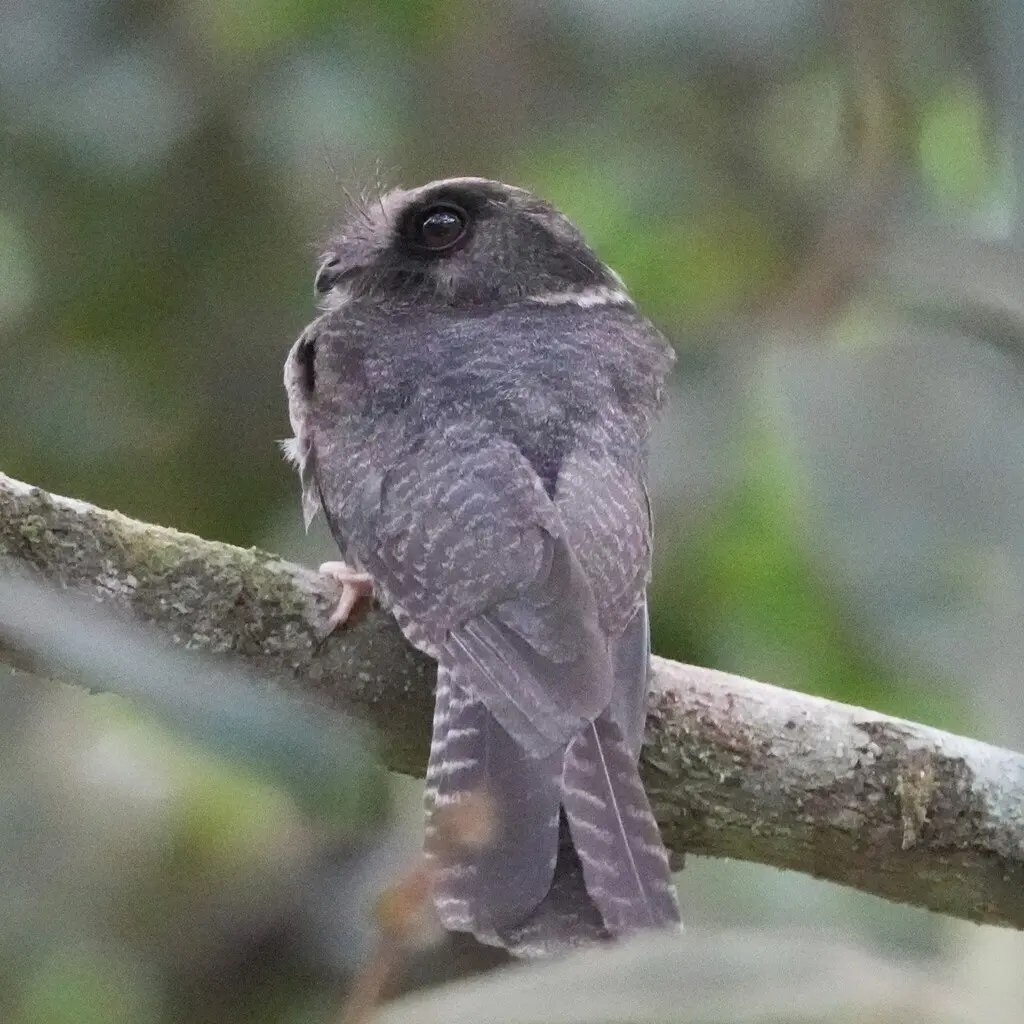 斑裸鼻夜鹰(Aegotheles bennettii)