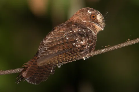冠裸鼻夜鹰