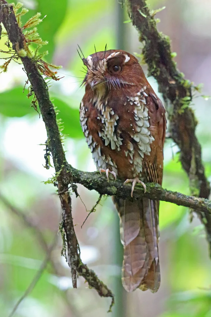 大裸鼻夜鹰(Aegotheles insignis)