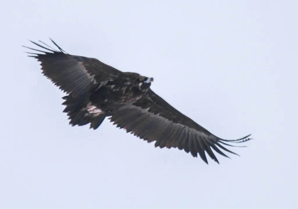 秃鹫(Aegypius monachus)