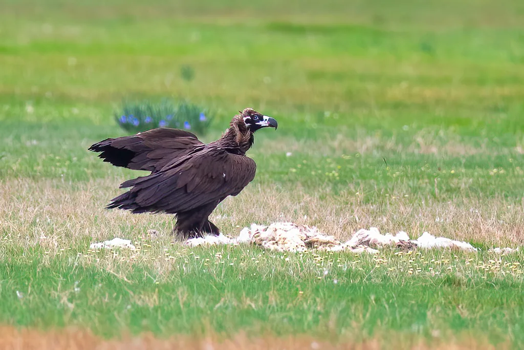 秃鹫(Aegypius monachus)