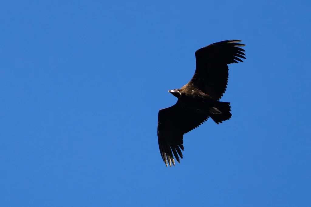 秃鹫(Aegypius monachus)