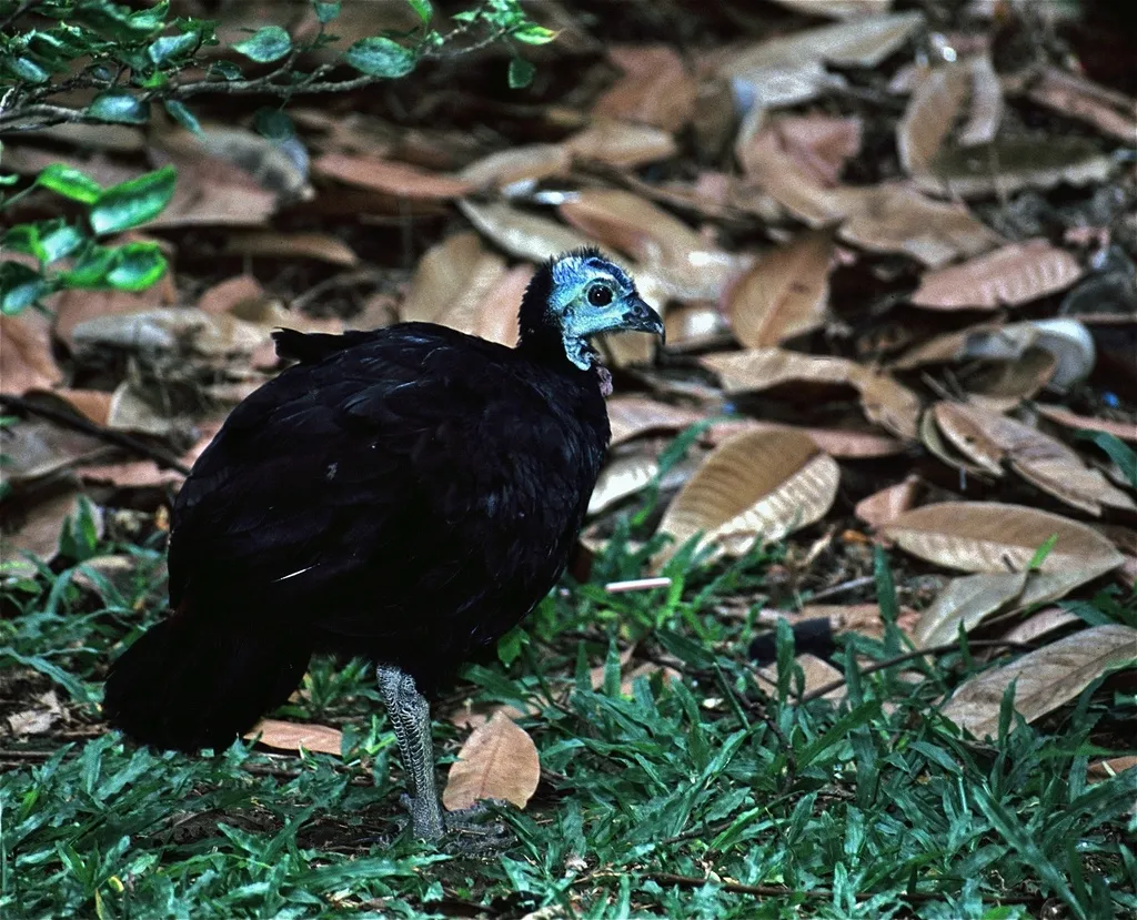 肉垂塚雉(Aepypodius arfakianus)