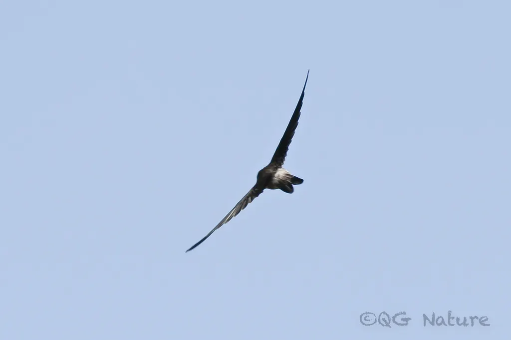 短嘴金丝燕(Aerodramus brevirostris)