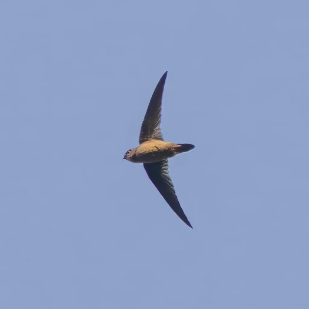 短嘴金丝燕(Aerodramus brevirostris)