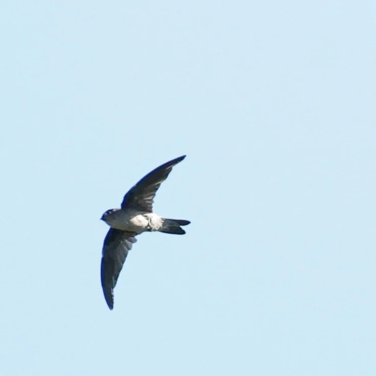 塞舌尔金丝燕(Aerodramus elaphrus)