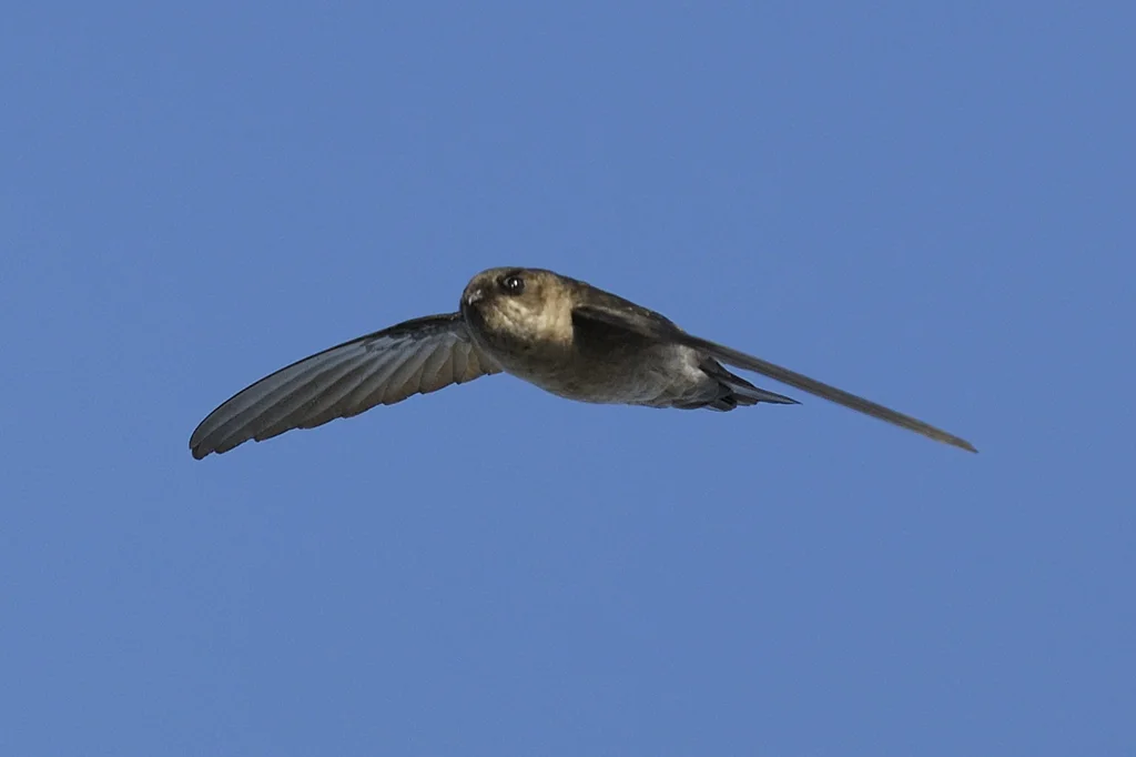 小灰腰金丝燕(Aerodramus francicus)