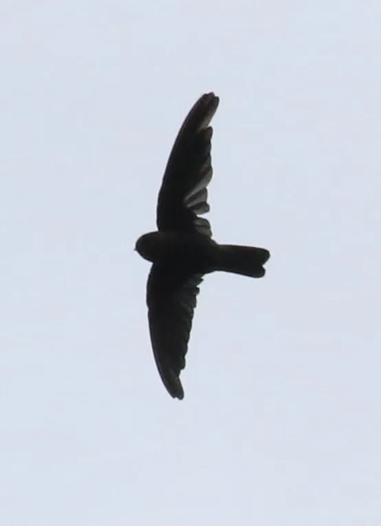 塔岛金丝燕（Aerodramus leucophaeus）
