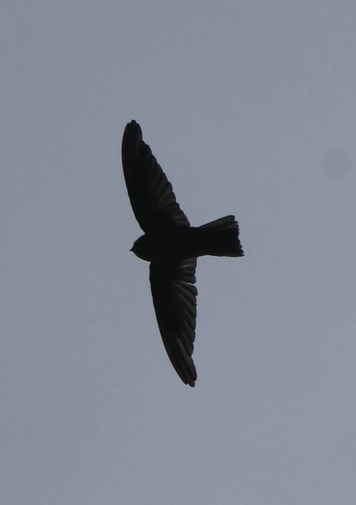 塔岛金丝燕（Aerodramus leucophaeus）