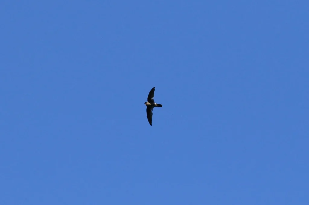 帕劳金丝燕(Aerodramus pelewensis)