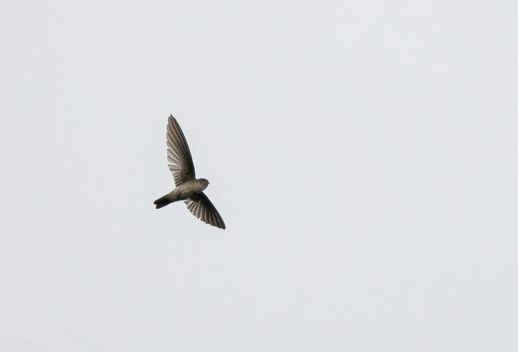 白腰金丝燕(Aerodramus spodiopygius)