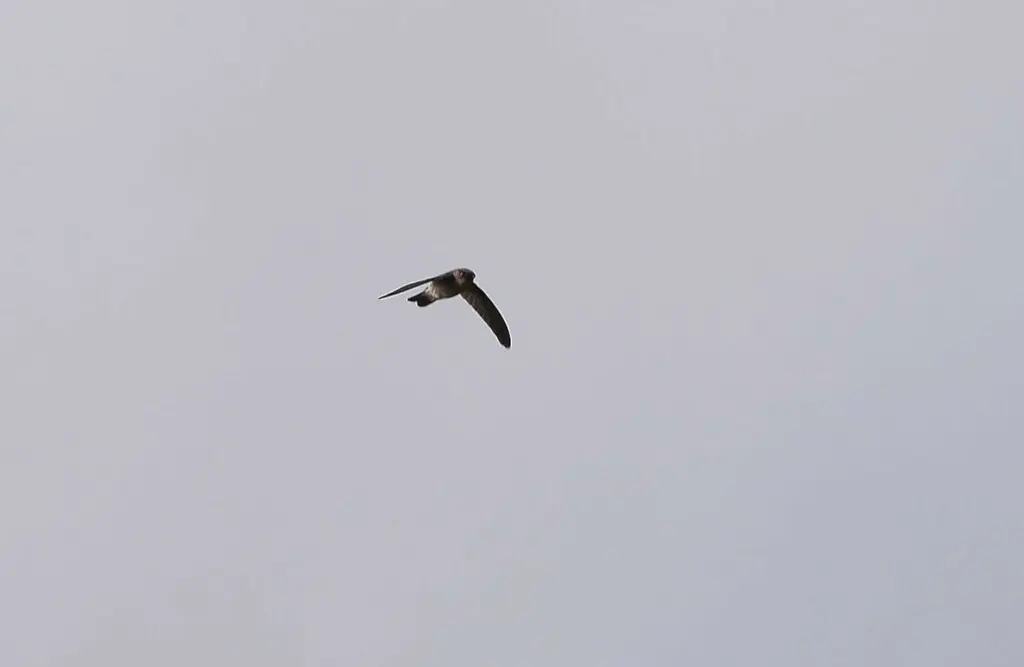 白腰金丝燕(Aerodramus spodiopygius)
