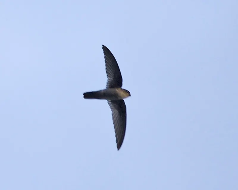 纯色金丝燕(Aerodramus vanikorensis)