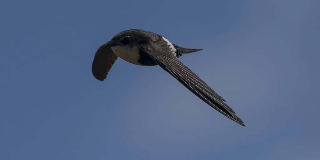 白喉雨燕（Aeronautes saxatalis）