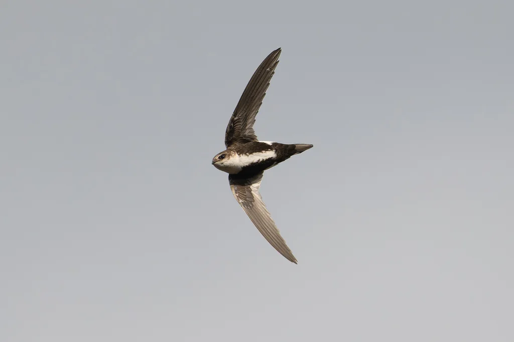 白喉雨燕（Aeronautes saxatalis）