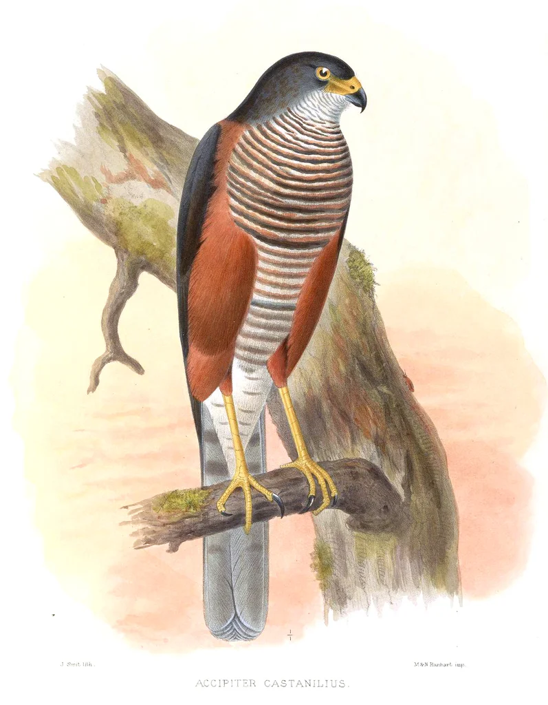 栗胁雀鹰（Aerospiza castanilius）