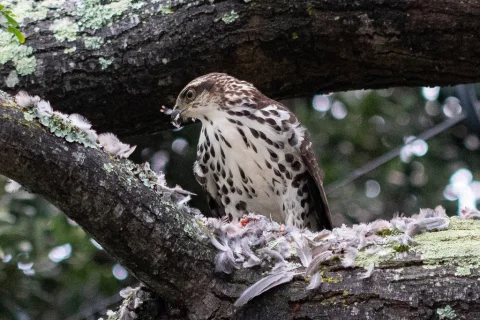 非洲鹰