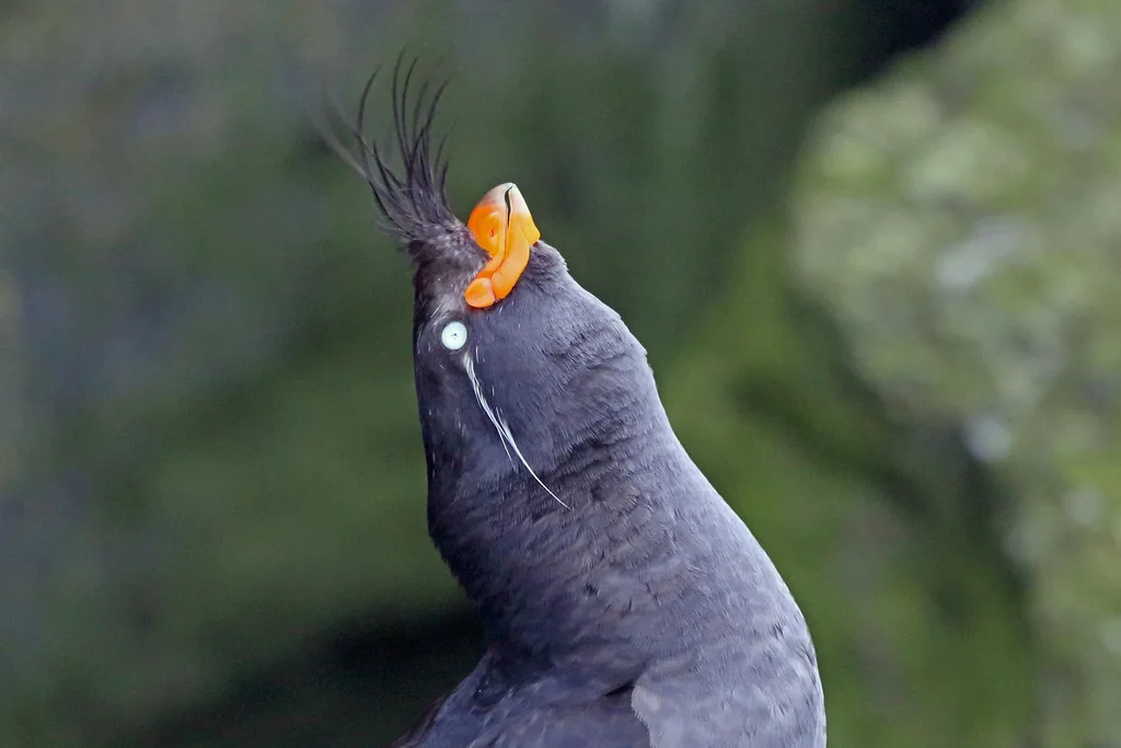 凤头海雀(Aethia cristatella)