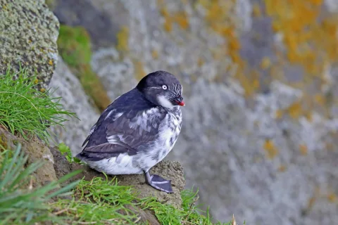 小海雀