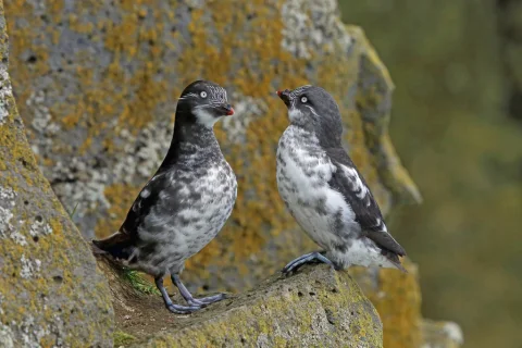 小海雀