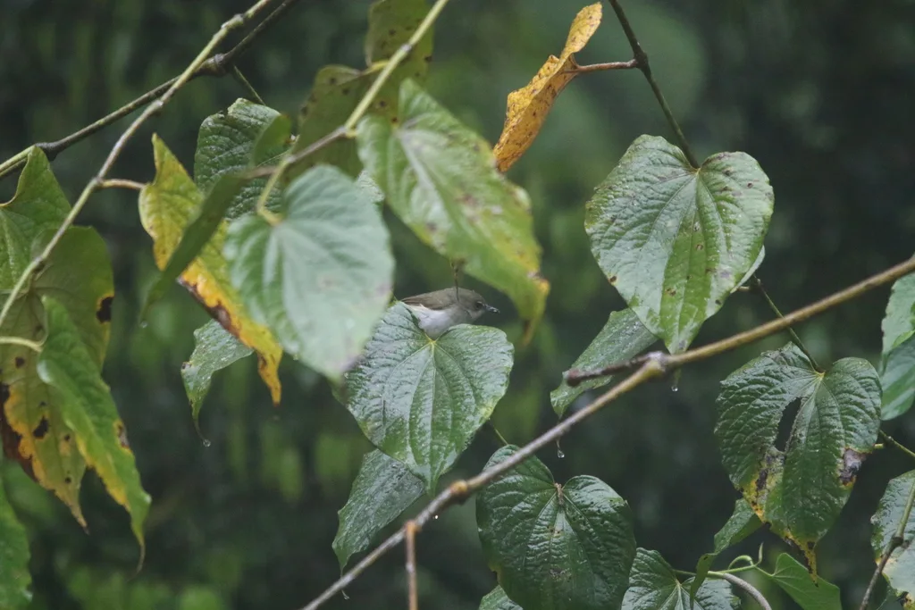 灰绿丝刺莺(Aethomyias arfakianus)