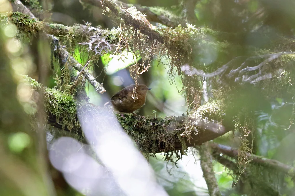 巴布亚丝刺莺(Aethomyias papuensis)
