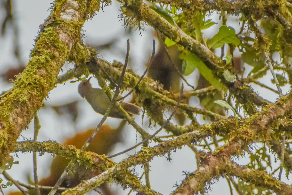 巴布亚丝刺莺(Aethomyias papuensis)